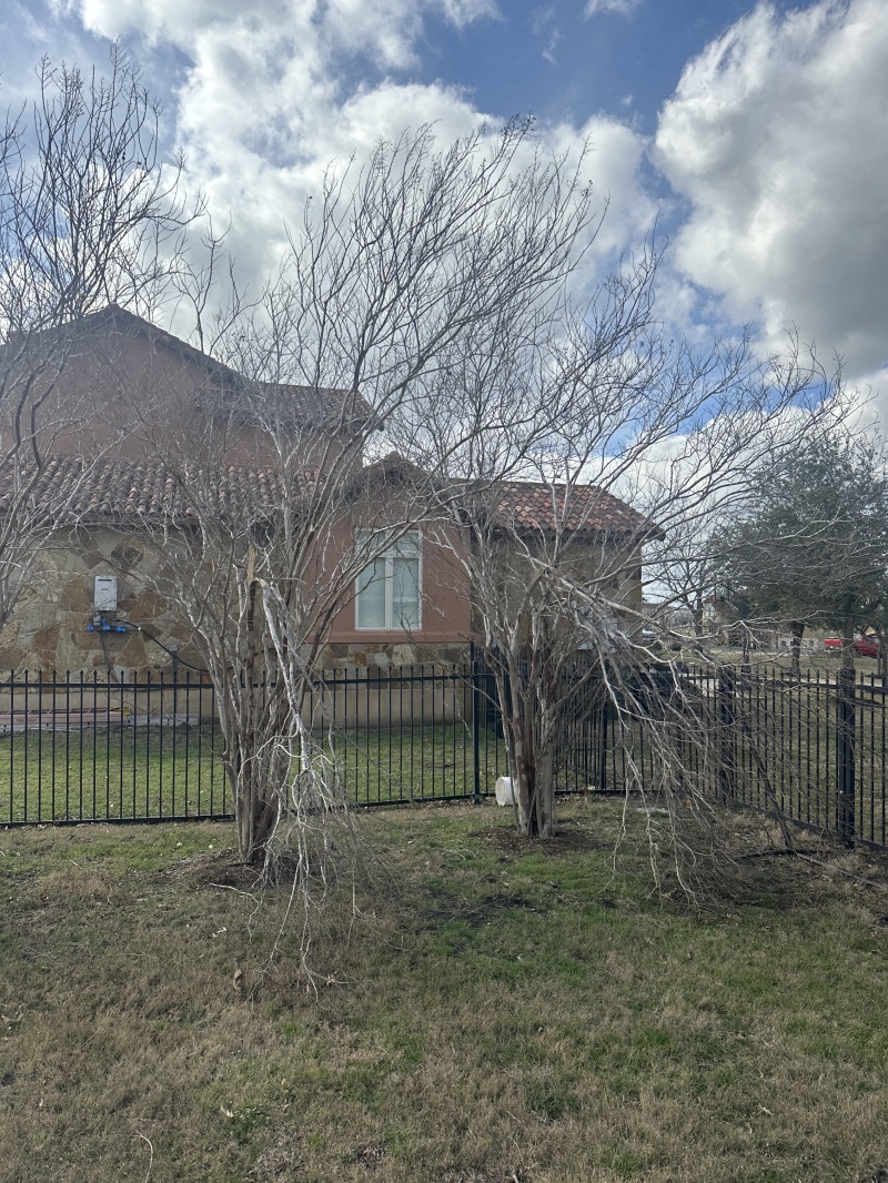 2023/02(February)/Ice-storm-Texas-Trees-down/800x600_2023-02-06-Texas-Ice-Storm-06.JPG
