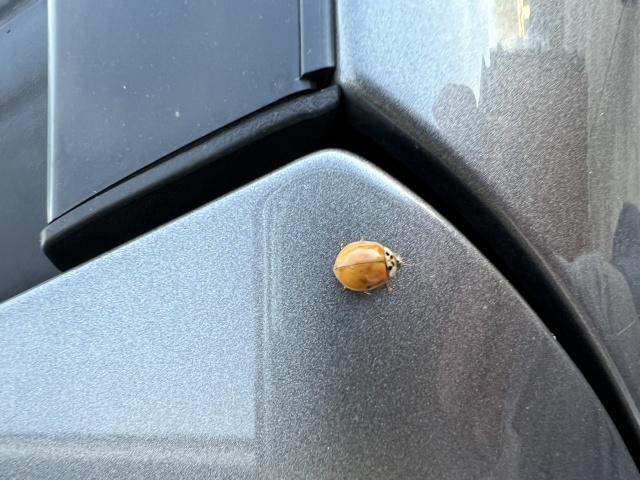 2023/02(February)/Misc/640x480_2023-03-05-LadyBug.JPG