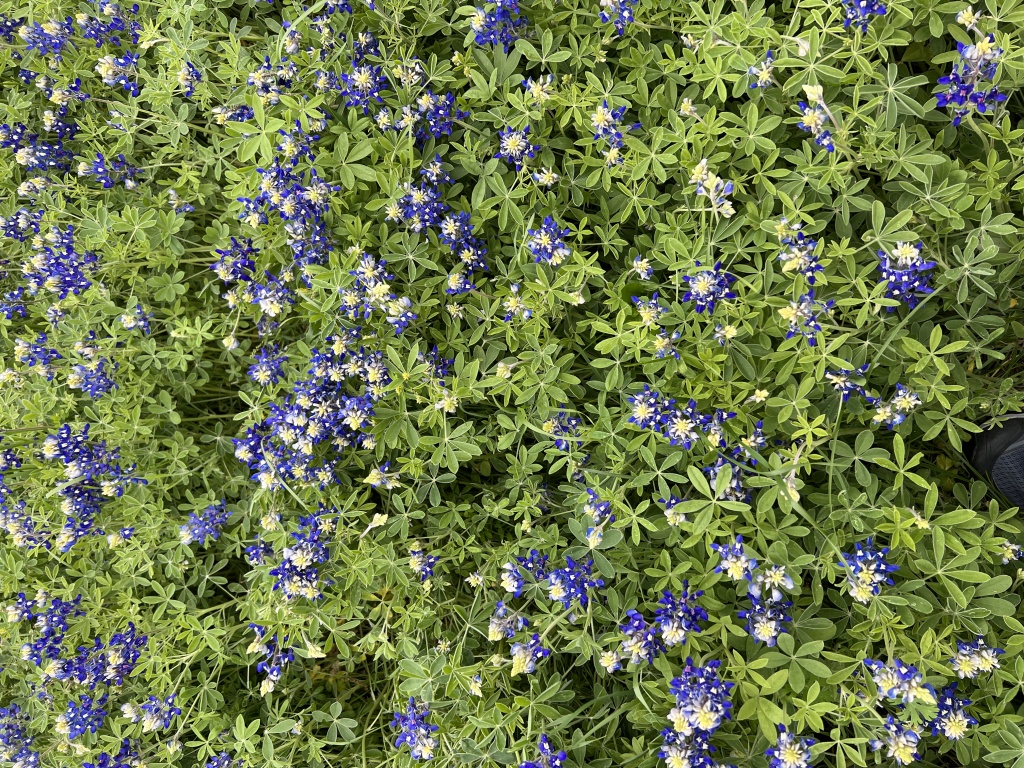2023/03(March)/BlueBonnets/1024x768_2023-03-18-Bluebonnets-11.JPG