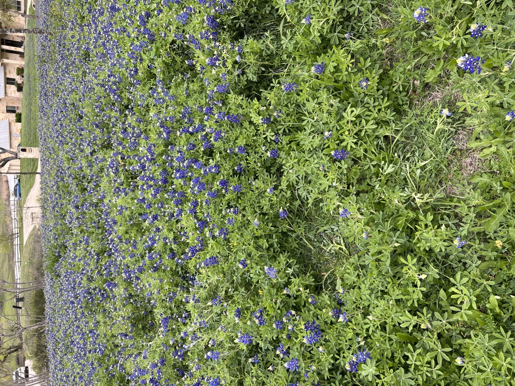2023/03(March)/BlueBonnets/1024x768_2023-03-18-Bluebonnets-13.JPG