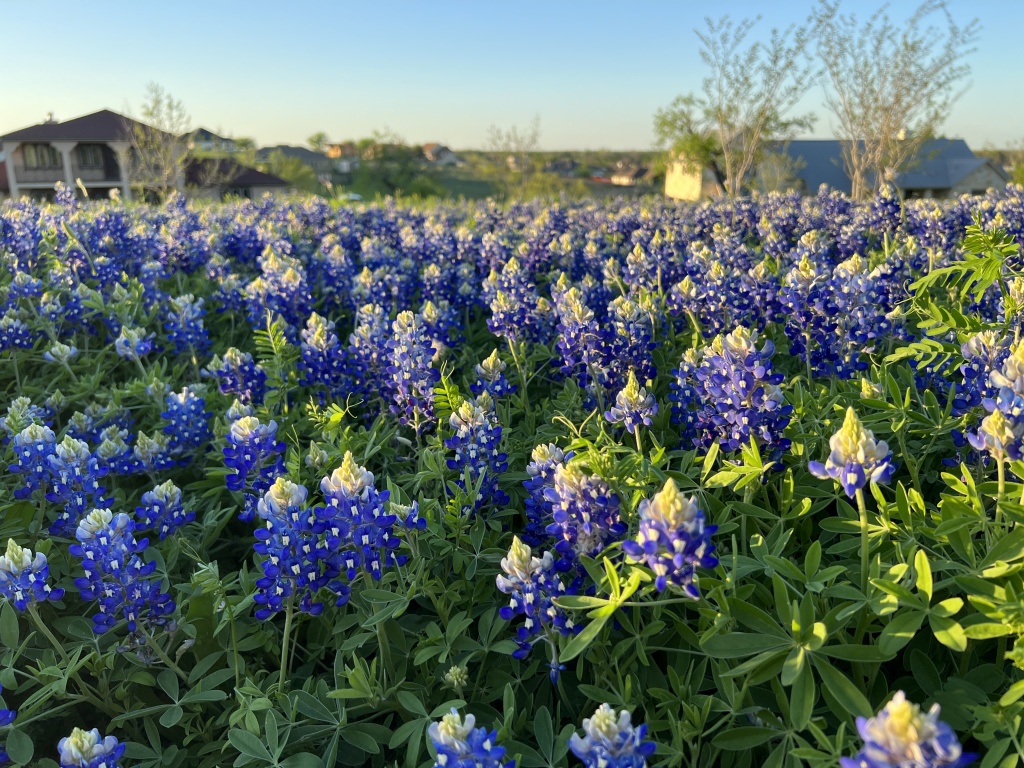 2023/03(March)/BlueBonnets/1024x768_2023-03-24-Bluebonnets-15.JPG