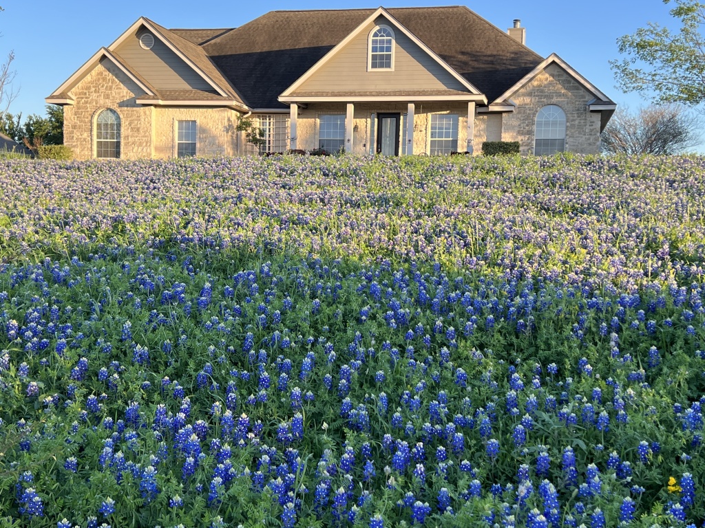 2023/03(March)/BlueBonnets/1024x768_2023-03-24-Bluebonnets-20.JPG
