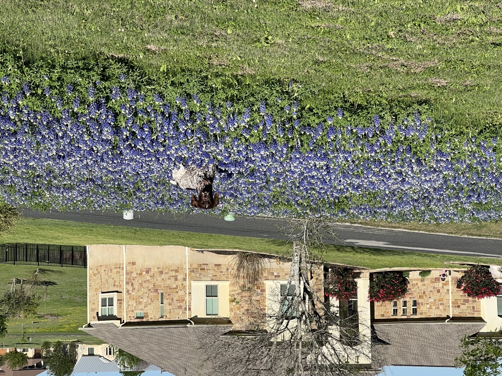 2023-03-25-Bluebonnets-22-Blaze.JPG