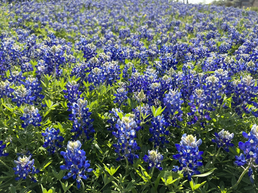 2023/03(March)/BlueBonnets/1024x768_2023-03-26-Bluebonnets-25.JPG