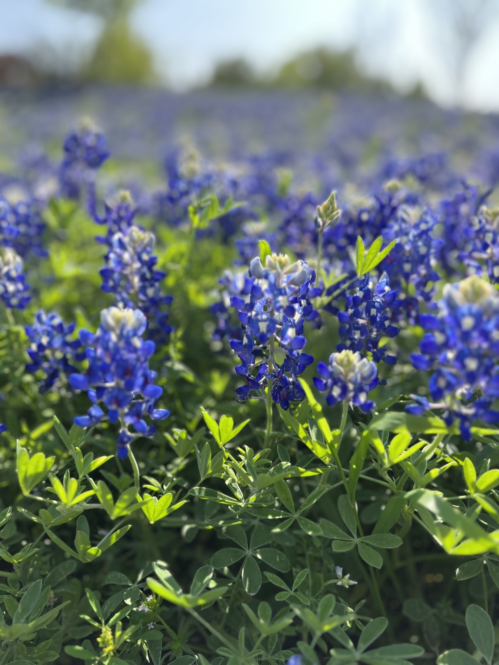 2023/03(March)/BlueBonnets/1024x768_2023-03-26-Bluebonnets-27.JPG