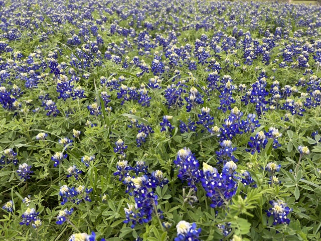2023/03(March)/BlueBonnets/640x480_2023-03-18-Bluebonnets-10.JPG