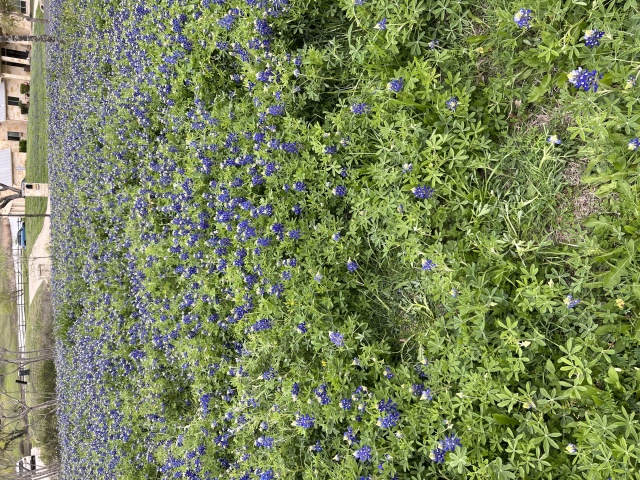 2023-03-18-Bluebonnets-13.JPG