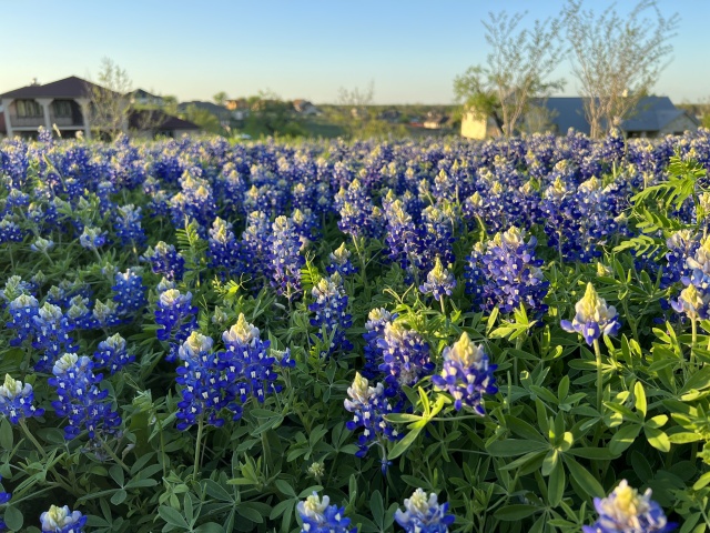 2023-03-24-Bluebonnets-15.JPG