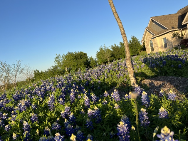 2023-03-24-Bluebonnets-16.JPG