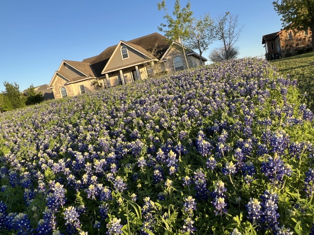 2023/03(March)/BlueBonnets/640x480_2023-03-24-Bluebonnets-17.JPG
