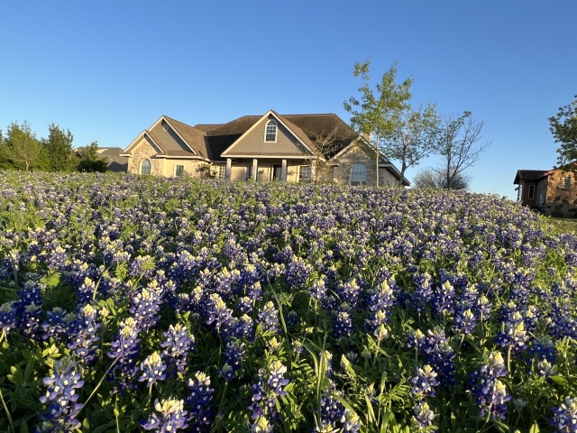 2023/03(March)/BlueBonnets/640x480_2023-03-24-Bluebonnets-18.JPG