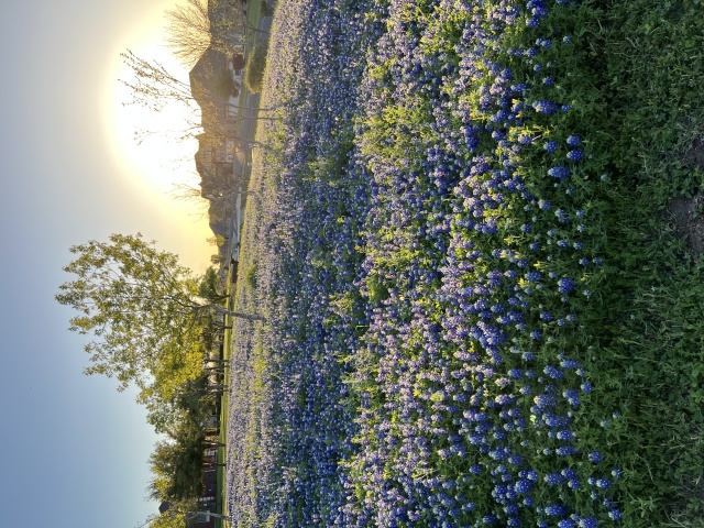 2023/03(March)/BlueBonnets/640x480_2023-03-24-Bluebonnets-21.JPG