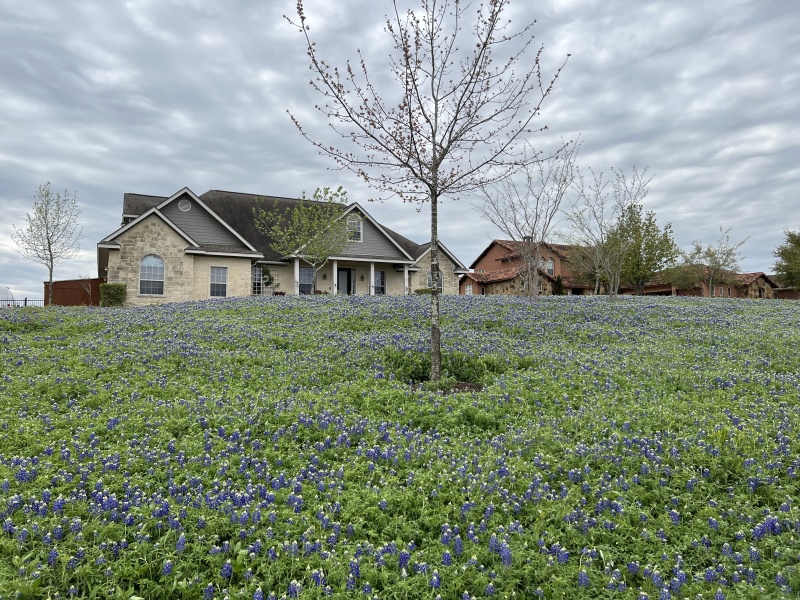 2023/03(March)/BlueBonnets/800x600_2023-03-17-Bluebonnets-08.JPG