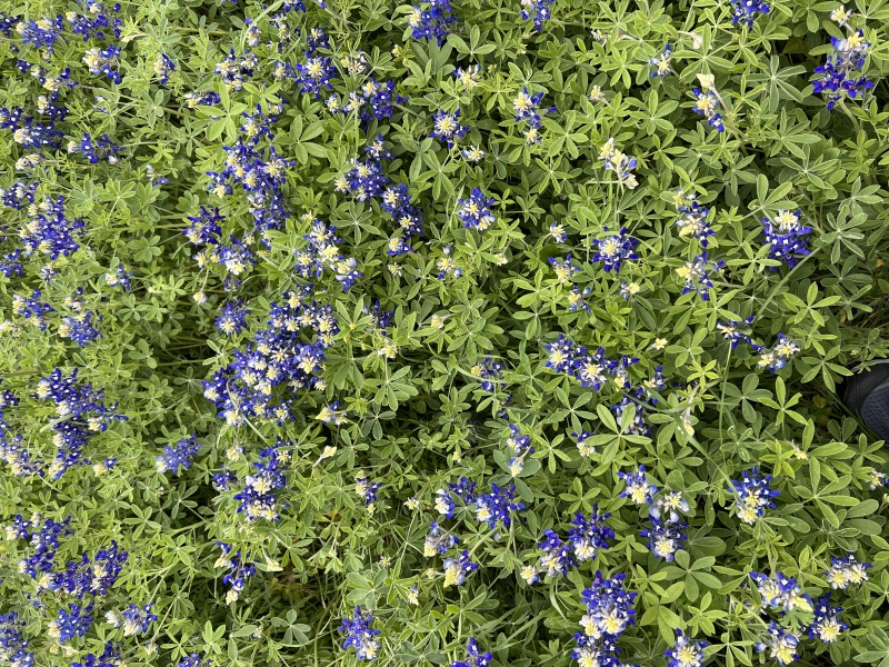 2023/03(March)/BlueBonnets/800x600_2023-03-18-Bluebonnets-11.JPG