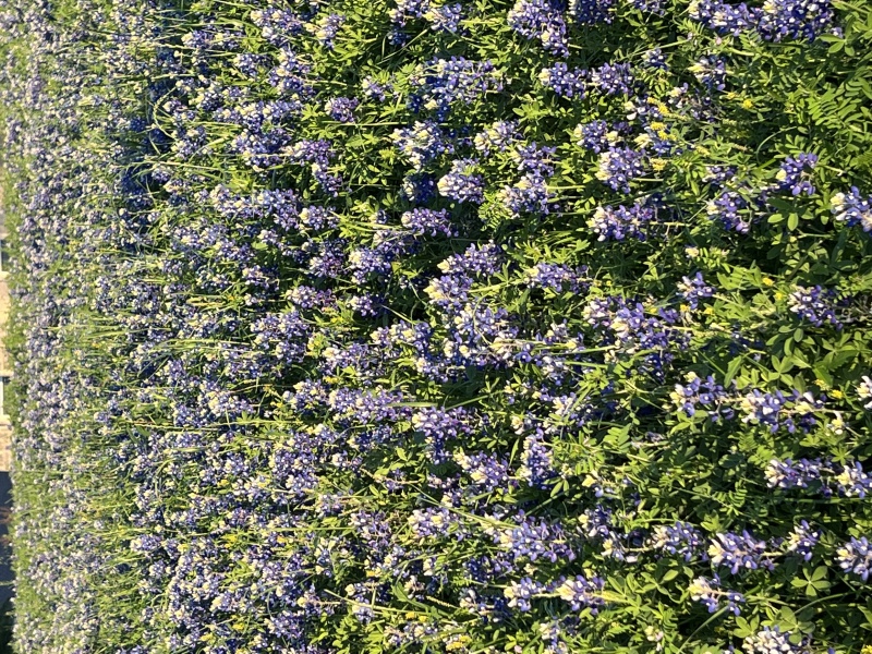 2023/03(March)/BlueBonnets/800x600_2023-03-24-Bluebonnets-19.JPG