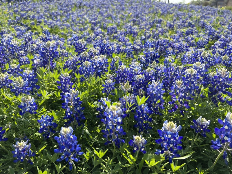 2023/03(March)/BlueBonnets/800x600_2023-03-26-Bluebonnets-25.JPG