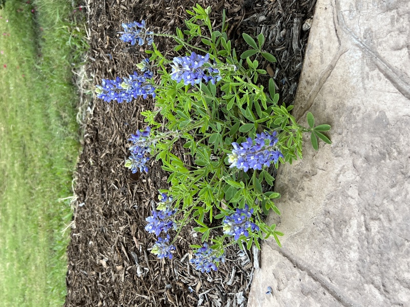 2023/03(March)/BlueBonnets/800x600_2023-05-03-Bluebonnets-29.JPG