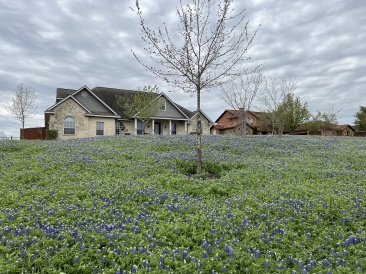 2023-03-17-Bluebonnets-08.JPG