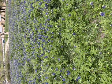 2023-03-18-Bluebonnets-13.JPG