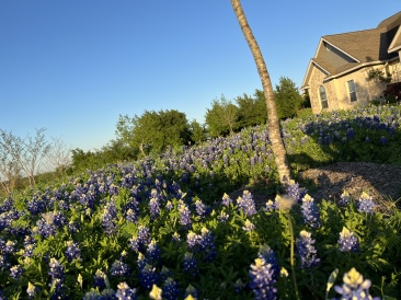 2023-03-24-Bluebonnets-16.JPG