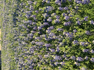 2023-03-24-Bluebonnets-19.JPG