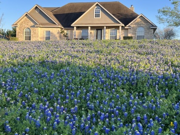2023-03-24-Bluebonnets-20.JPG