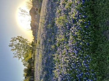 2023-03-24-Bluebonnets-21.JPG