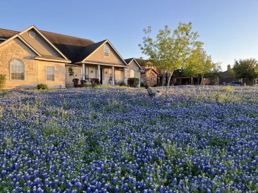 2023-03-25-Bluebonnets-23-Blaze.JPG