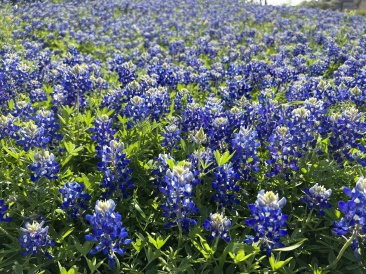 2023-03-26-Bluebonnets-25.JPG