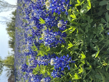 2023-03-26-Bluebonnets-26.JPG