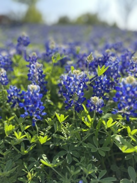 2023-03-26-Bluebonnets-27.JPG