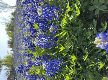 2023-03-26-Bluebonnets-28.JPG