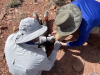 2023-03-13-Grand-Canyon-Crew8787-092-Ben-Truman-removing-cactus-spines.jpg