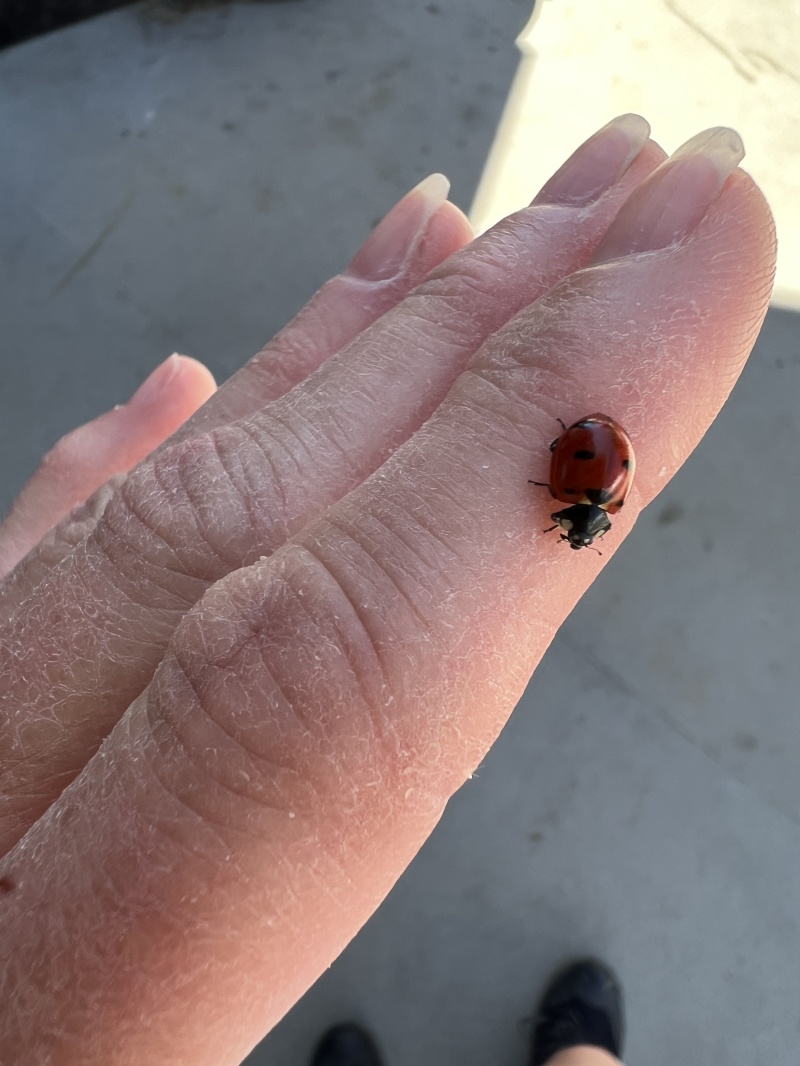 2023/06(June)/Colorado-Ben-Kavita-Stan-Steve-visit/800x600_2023-06-25-Colorado-030-Ladybug.JPG