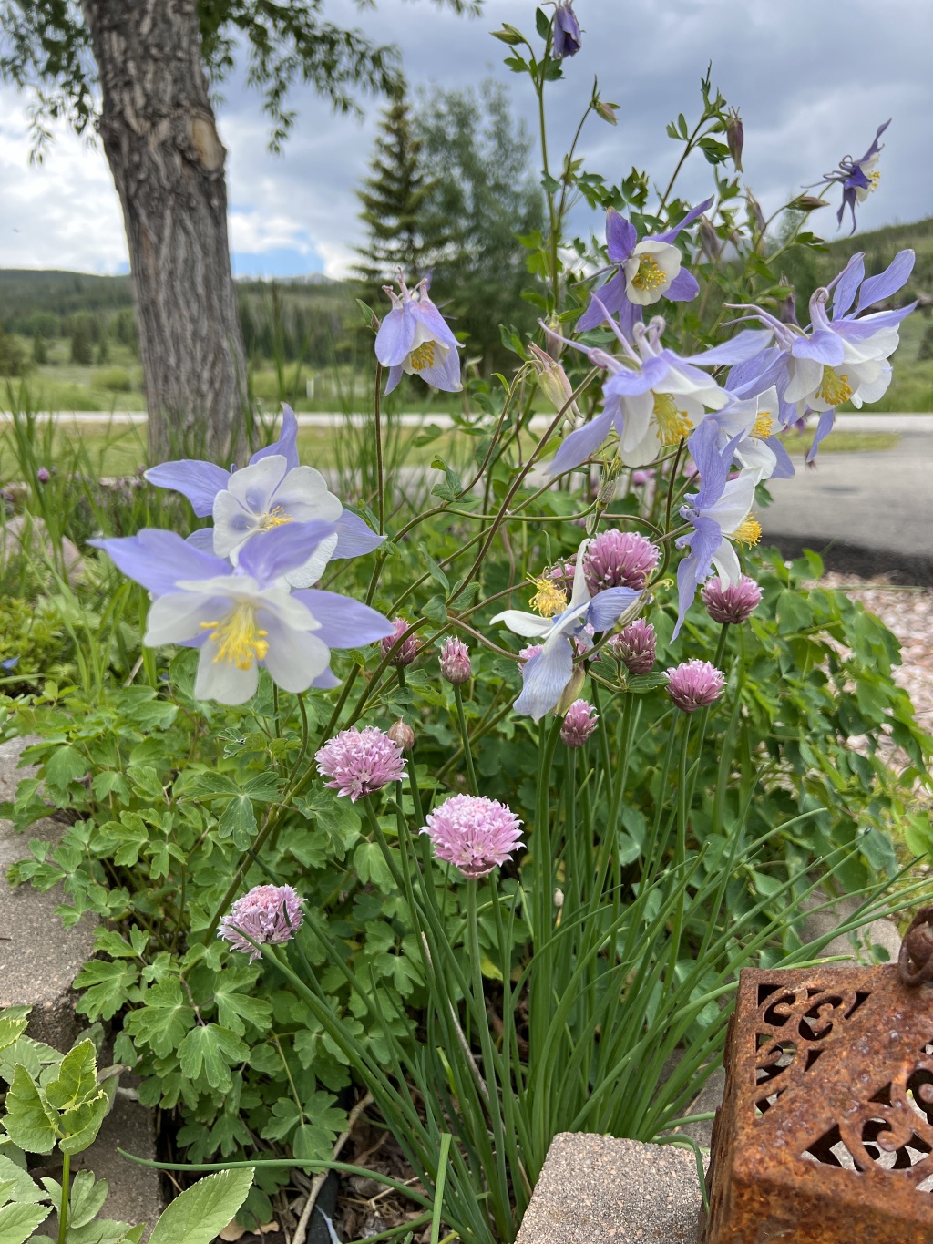 2023/07(July)/Colorado/1024x768_2023-07-04-Colorado-01-flowers.JPG