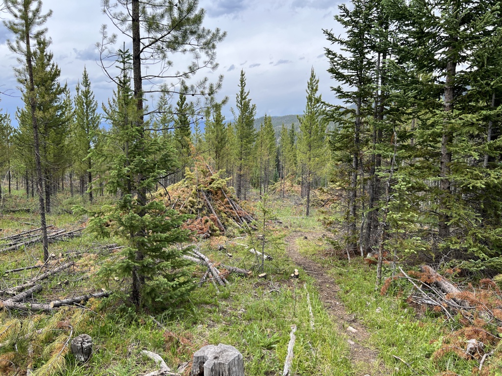 2023/07(July)/Colorado/1024x768_2023-07-06-Colorado-03-Burn-Piles.JPG