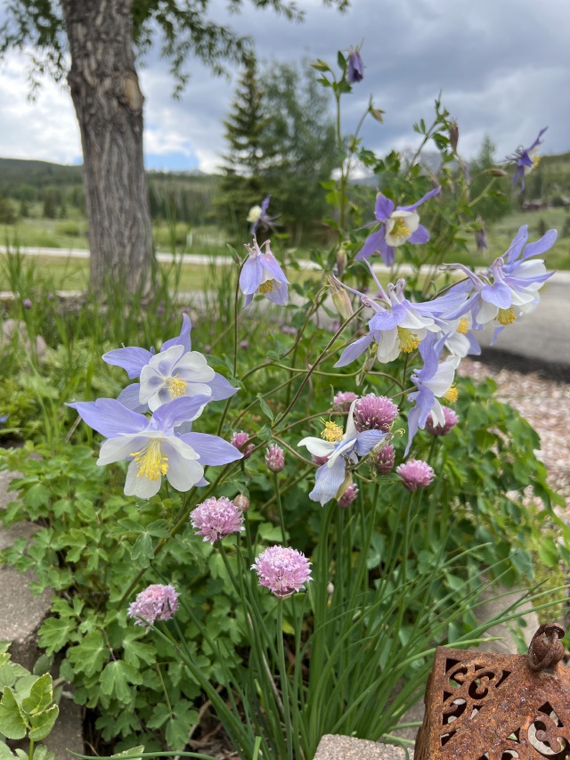 2023-07-04-Colorado-02-flowers.JPG