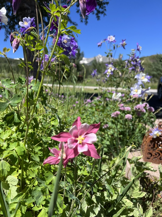 2023-07-11-Colorado-03-flowers.JPG