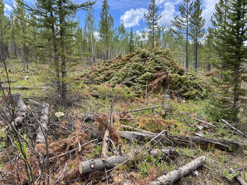 2023/07(July)/Colorado/800x600_2023-07-06-Colorado-04-Burn-Piles.JPG