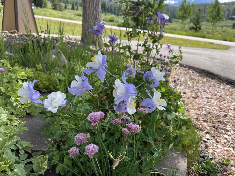 2023-07-06-Colorado-06-flowers.JPG