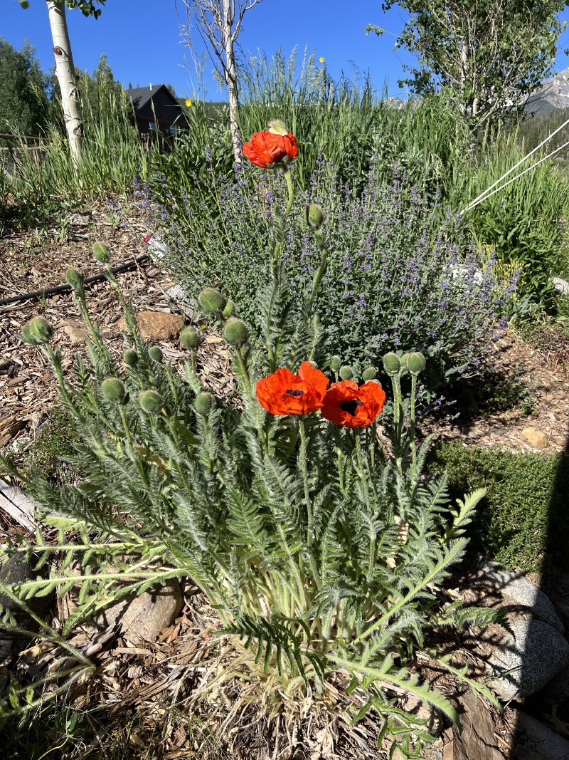 2023-07-08-Colorado-13-flowers.JPG