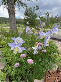 2023-07-04-Colorado-02-flowers.JPG