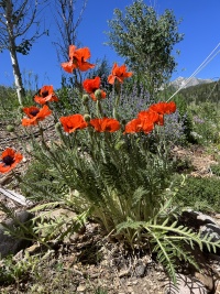 2023-07-11-Colorado-01-flowers.JPG