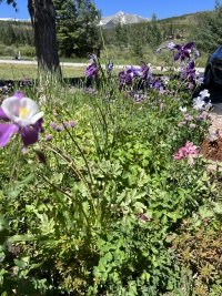 2023-07-11-Colorado-02-flowers.JPG