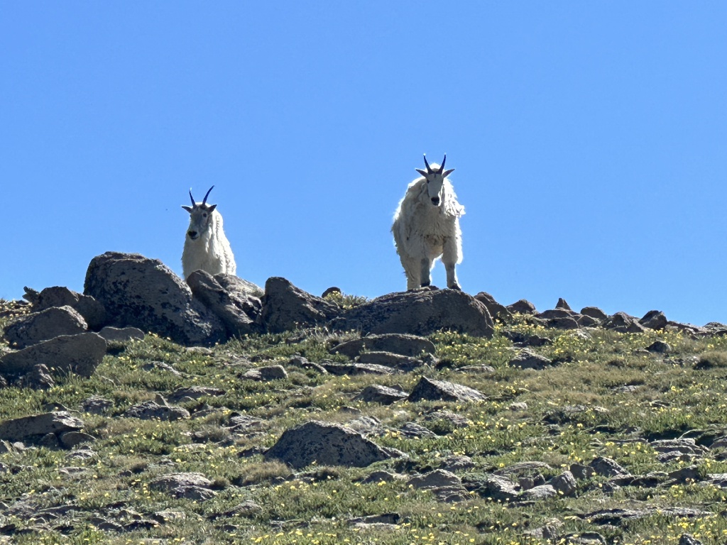 2023-07-15-Hiking-Cupid-Grizzly-26-mountain-goats.JPG