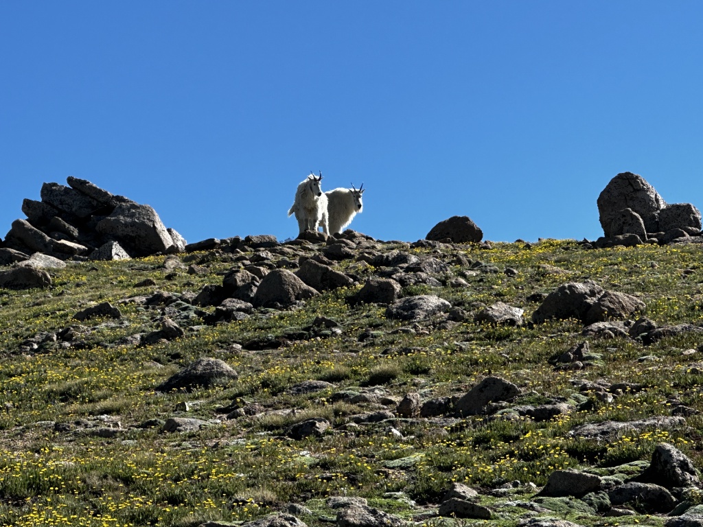 2023-07-15-Hiking-Cupid-Grizzly-30-mountain-goats.jpg