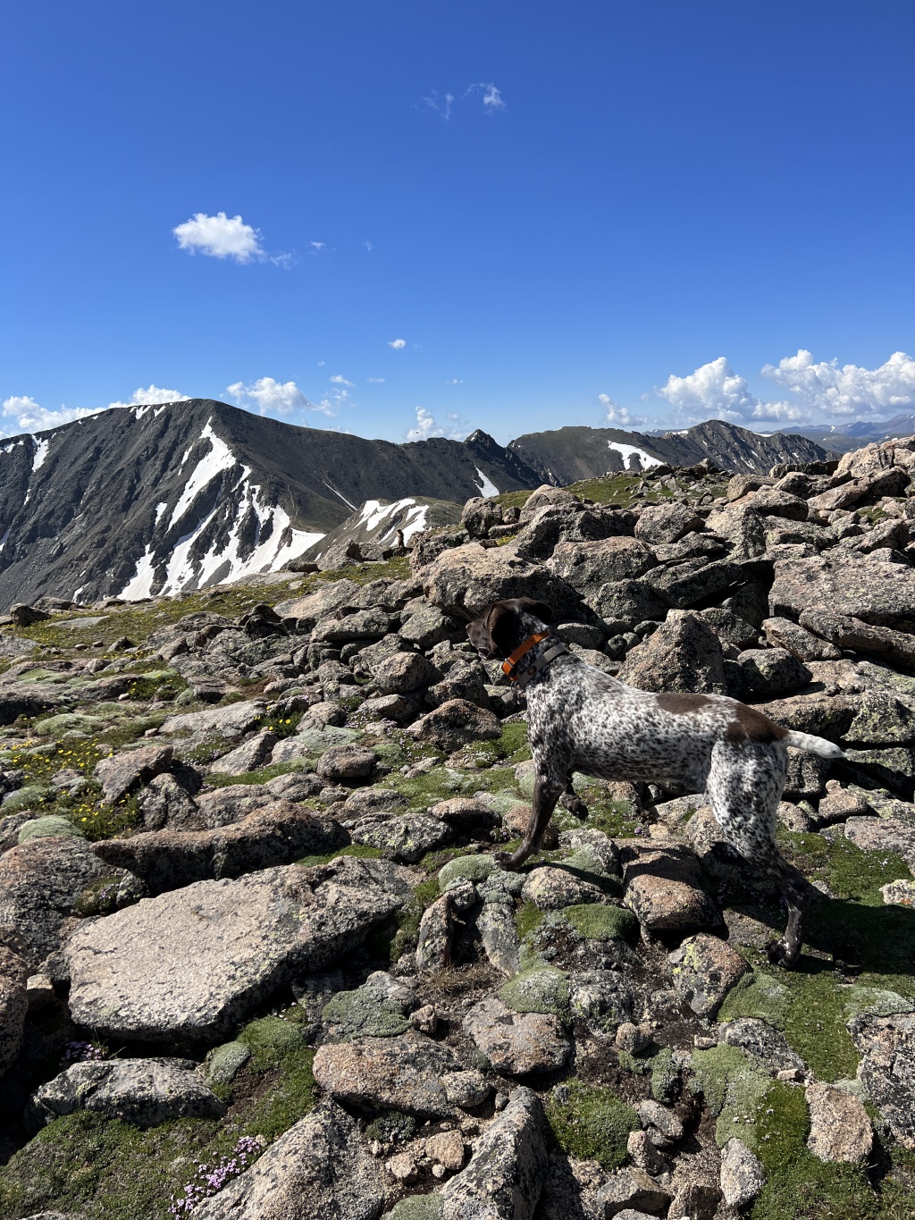 2023-07-15-Hiking-Cupid-Grizzly-35-Blaze.JPG