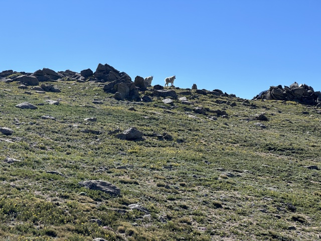 2023-07-15-Hiking-Cupid-Grizzly-21-mountain-goats.JPG