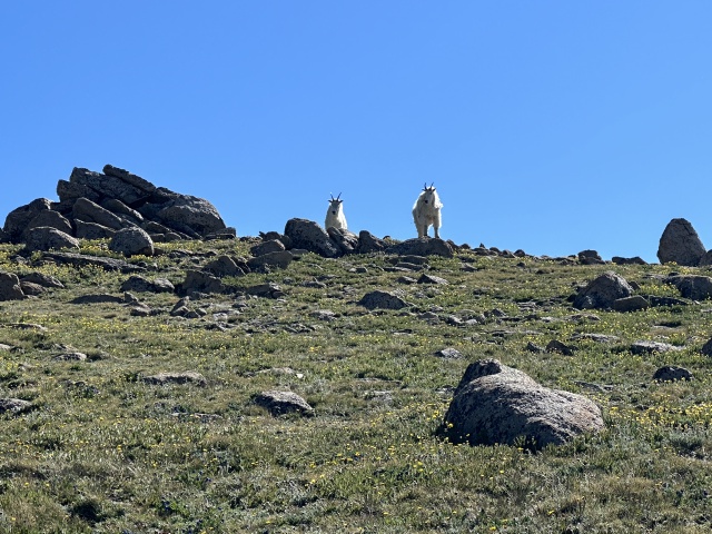 2023-07-15-Hiking-Cupid-Grizzly-25-mountain-goats.JPG