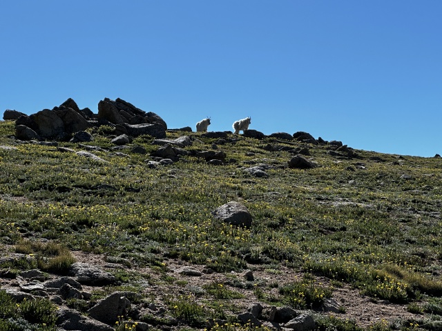 2023-07-15-Hiking-Cupid-Grizzly-27-mountain-goats.jpg